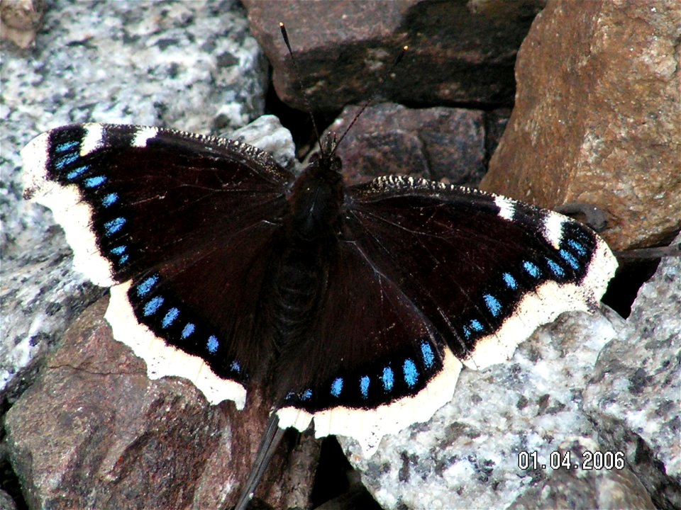 Babočka osiková (Nymphalis antiopa)