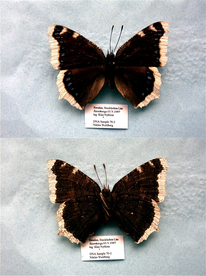 SWEDEN.  Stockholm,  MPE 2003, Cladistics 2003, BJLS 2005, PRS 2005, BMC 2009,  Exemplar,  <a href="http://nymphalidae.utu.fi/story.php?code=NW70-2" rel="nofollow">see in our database</a>