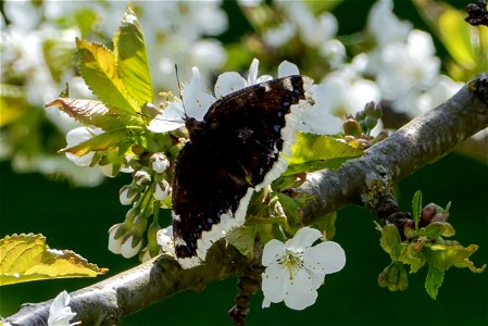 Mourning cloak (Nymphalis antiopa) nectaring on cherry blossoms (Prunus cerasus) in Gåseberg, Lysekil Municipality, Sweden.