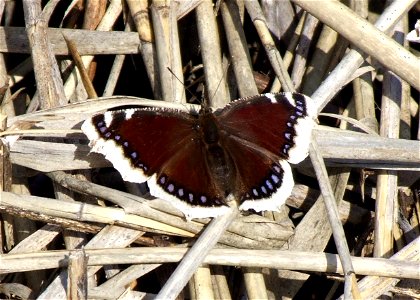 Mourning Cloak or Camberwell Beauty (Nymphalis antiopa) in Oulu, Finland