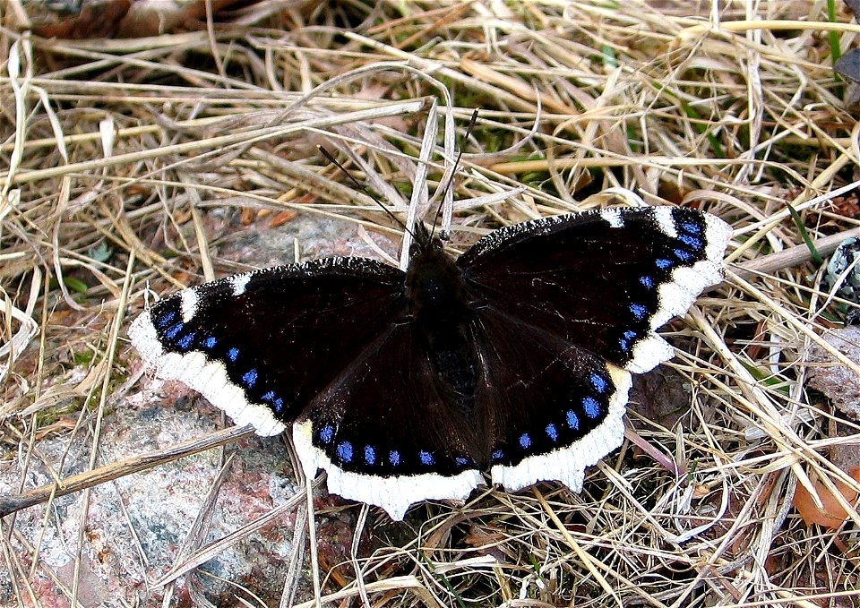 Nymphalis antiopa (Nymphalidae) after hibernation. Photographed in april in Hälsingland, Sweden. Common names: Camberwell Beauty, Mourning Cloak.