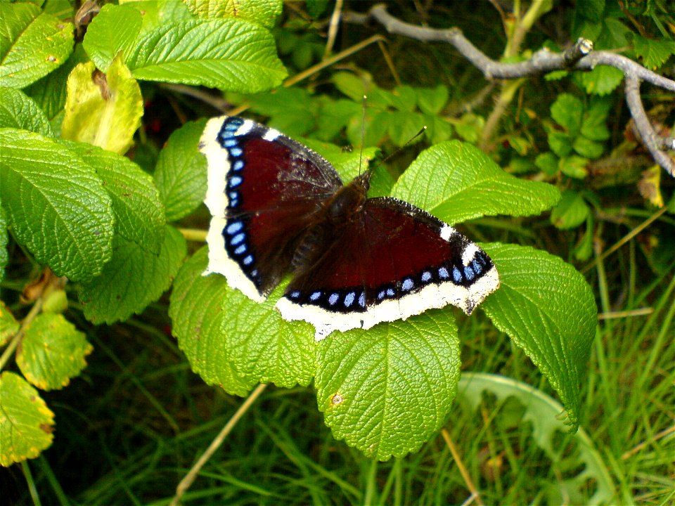 Trauermantel, Nymphalis antiopa; photo taken in Denmark