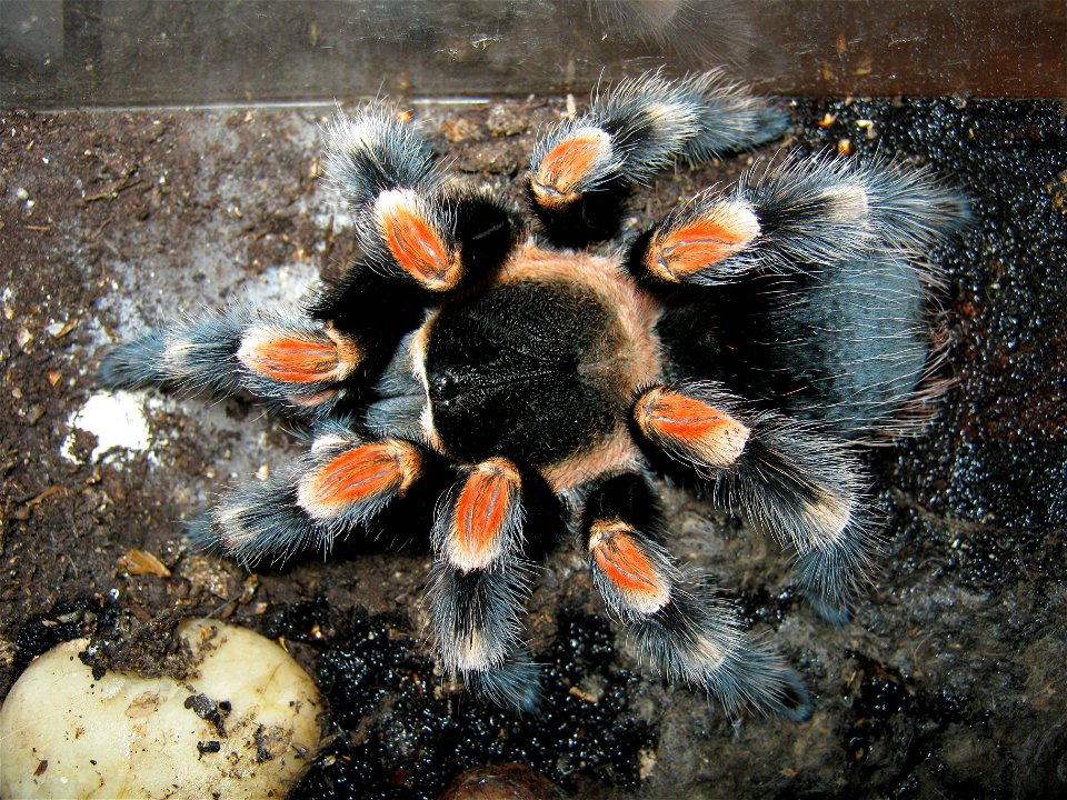 Brachypelma smithi, a newly moulted female, 14 year old