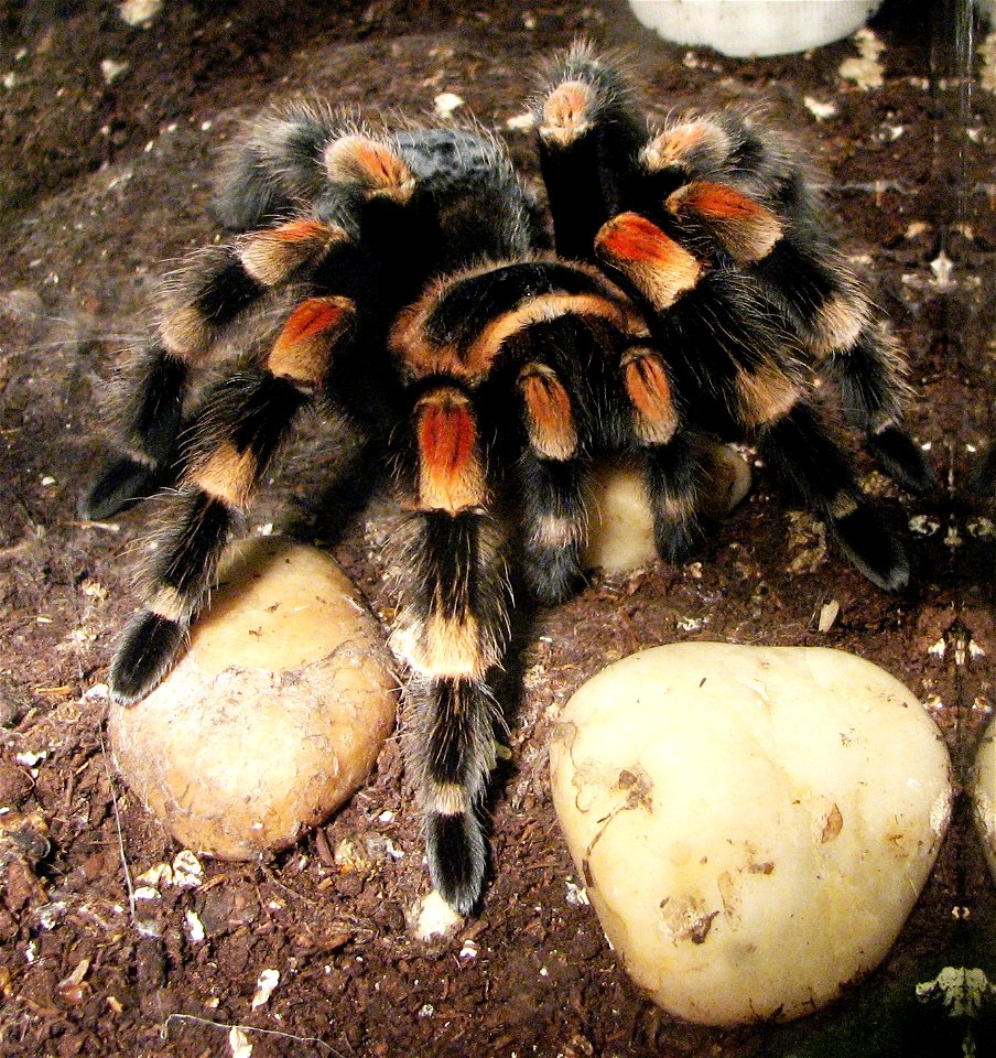 Brachypelma smithi, adult female