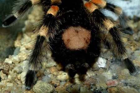 An adult female of Brachypelma smithi, showing a bald patch after kicking hairs off her abdomen. After molting, the hairs will grow again.