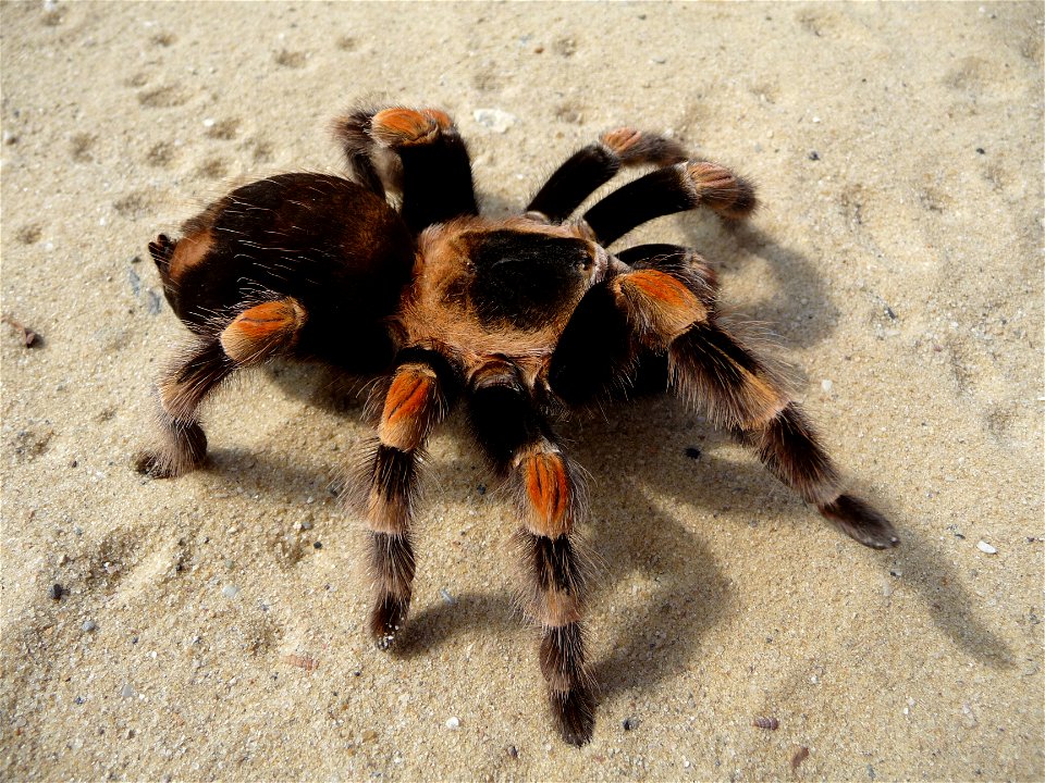 Mexican Red-kneed Tarantula, Mexican Red-kneed birdeater. Female (Brachypelma smithi)