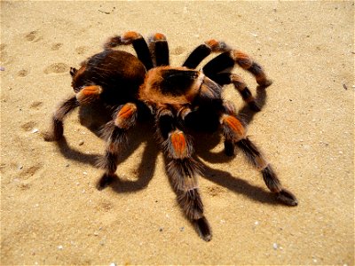 Mexican Red-kneed Tarantula, Mexican Red-kneed birdeater. Female (Brachypelma smithi) photo