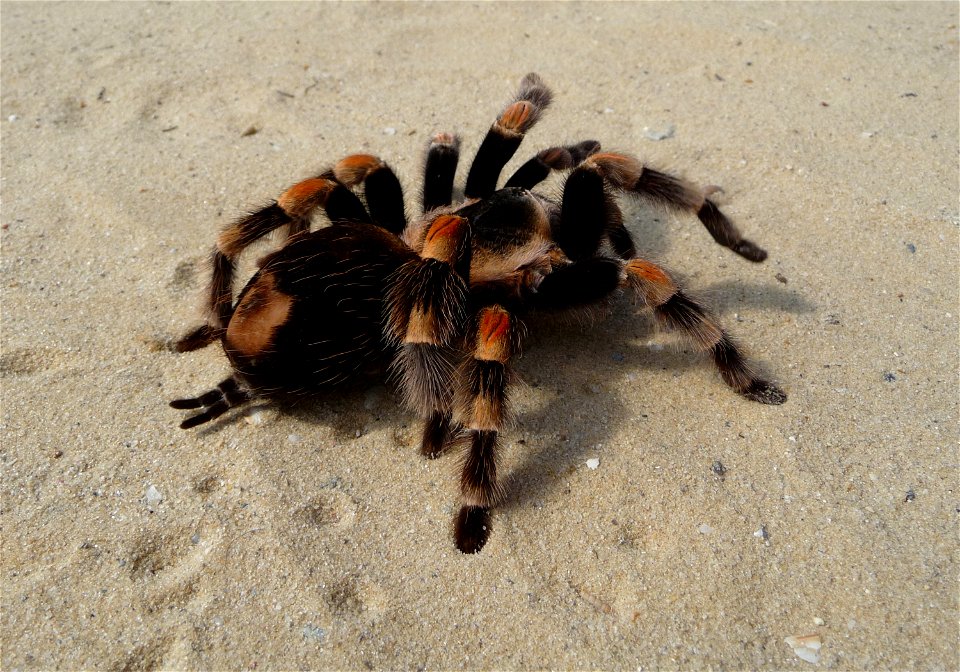 Mexican Red-kneed Tarantula, Mexican Red-kneed birdeater. Female (Brachypelma smithi)