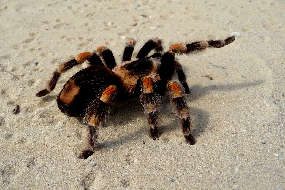 Mexican Red-kneed Tarantula, Mexican Red-kneed birdeater. Female (Brachypelma smithi)