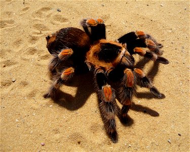 Mexican Red-kneed Tarantula, Mexican Red-kneed birdeater. Female (Brachypelma smithi) photo