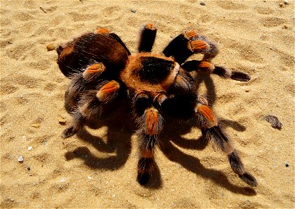 Mexican Red-kneed Tarantula, Mexican Red-kneed birdeater. Female (Brachypelma smithi)