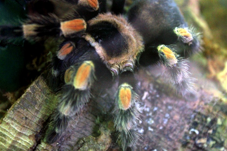 Insects, spiders, and other bugs
Closeup of a Mexican Redknee Tarantula(Brachypelma smithi).