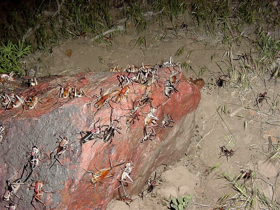 Mormon crickets in Nevada (May 2002). Night.

For Wikipedia:en:Mormon_cricket.