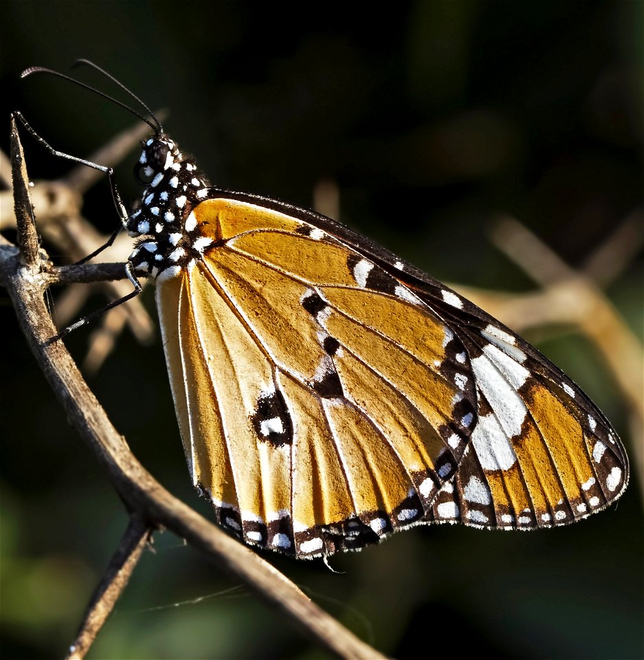 Danaus chrysippus Nynphalidae