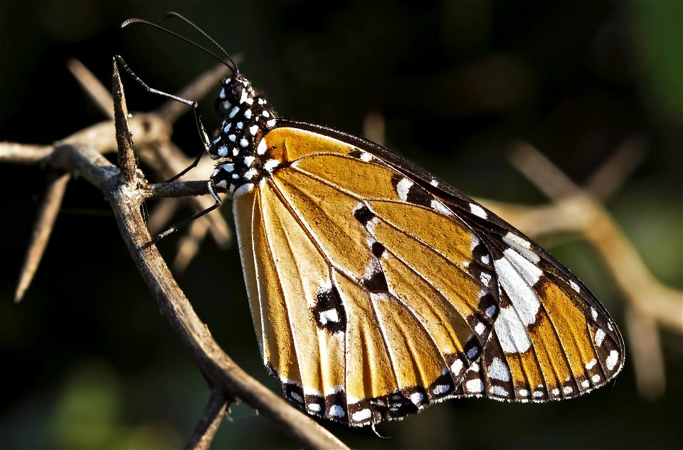Danaus chrysippus Nynphalidae