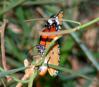 Egg laying