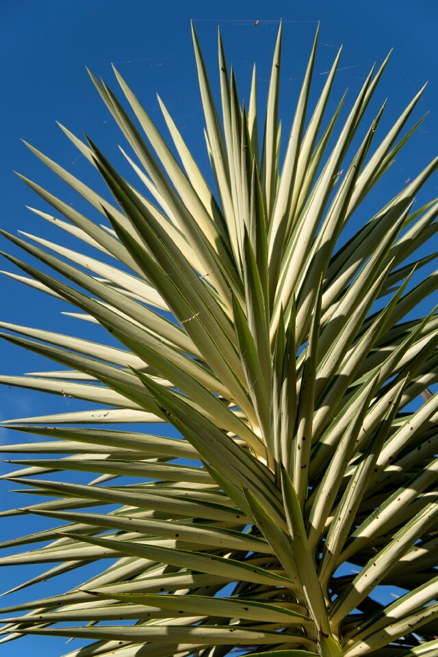 Spikes variegated tropical
