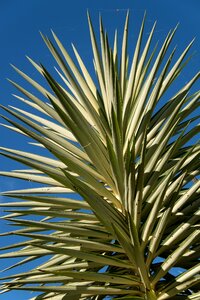 Spikes variegated tropical