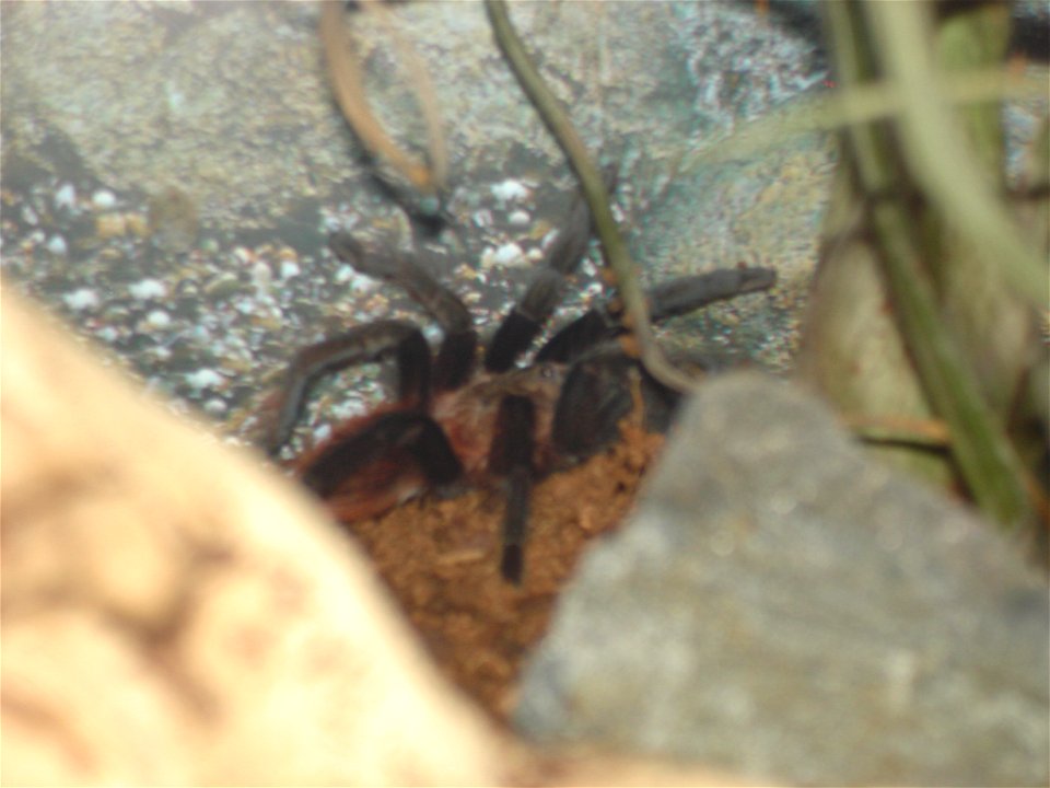 Brachypelma Vagans