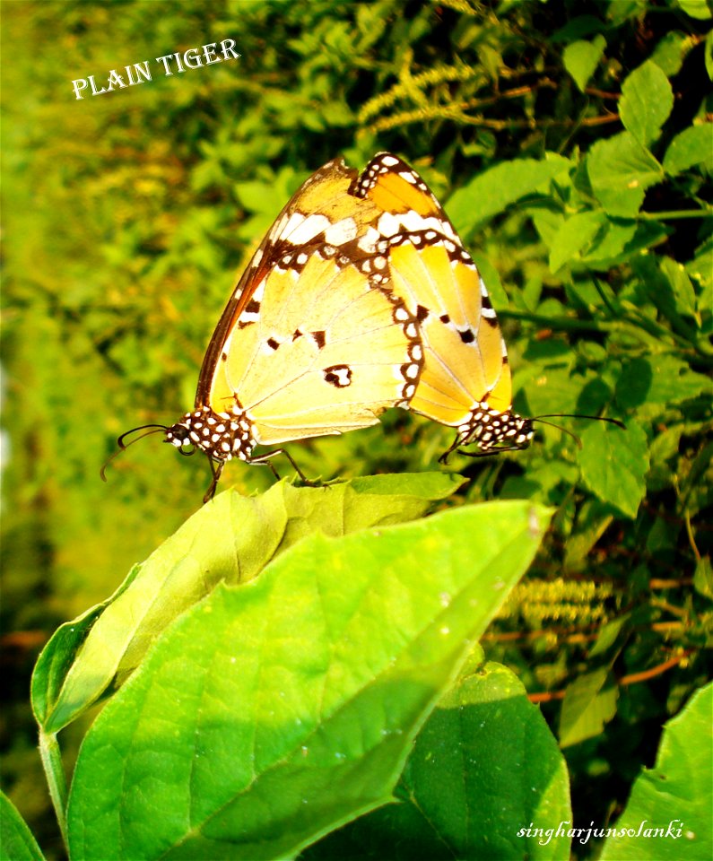 plain tiger ( Danaus chrysippus) in mating