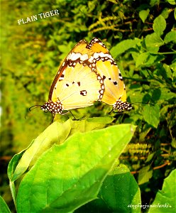 plain tiger ( Danaus chrysippus) in mating photo