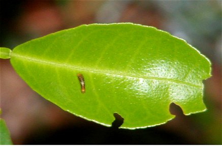 A tiny larva on a Lemon leaf photo