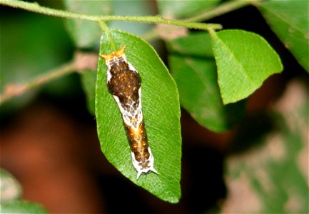 on a curry leaf