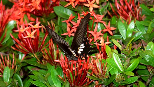 Papilio polytes female in Hue (Vietnam) photo