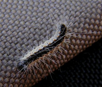 Caterpillar of Thaumetopoea processionea, found in Berlin, Germany photo