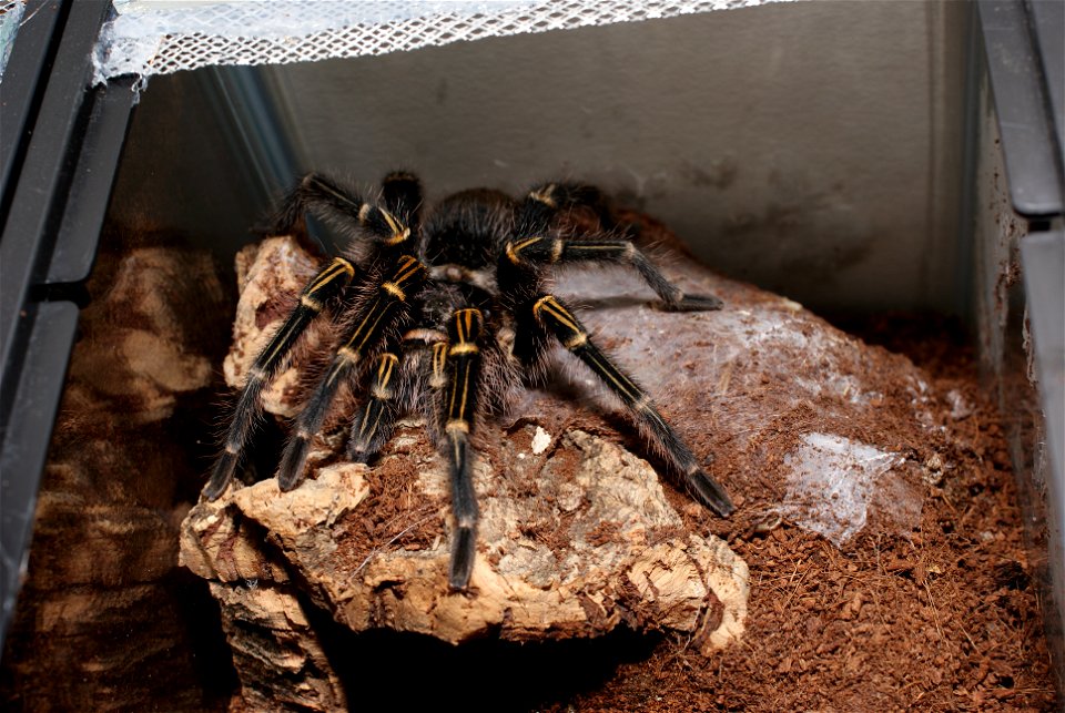 grammostola pulchripes