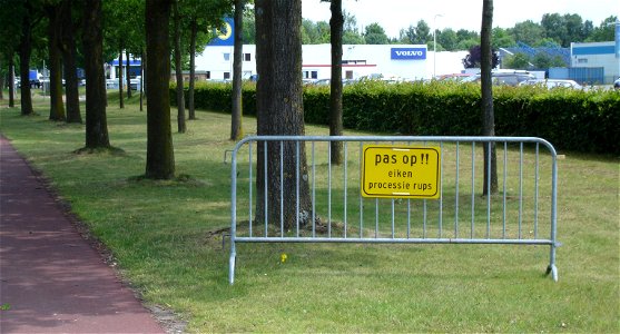 Beware of Oak processionary