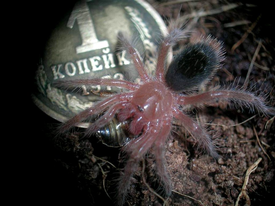 Spider Grammostola pulchripes baby eating. Coin at the background is a soviet copeck heaving size of 15mm.