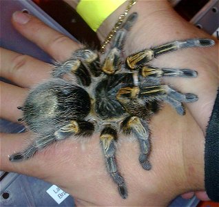 Grammostola pulchripes