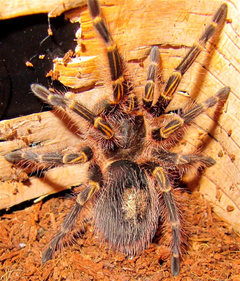 tarantula Grammostola pulchripes