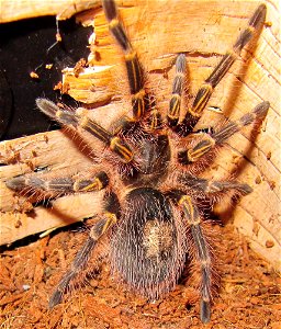 tarantula Grammostola pulchripes photo