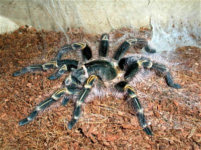 Grammostola_aureostriata_L9_female (age L9 mean sub-adult); see image "GrammostolaAureostriataBaby.JPG" where the same spider a year ago.