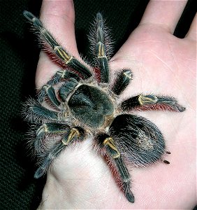 See File:Grammostola_aureostriata_L9_female_OnAHand.JPG