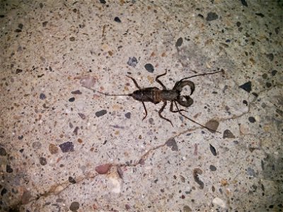 A whiptail scorpion on concrete in Albuquerque, NM.