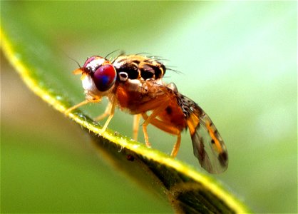 Image title: Ceratitis capitata mediterranean fruit fly Image from Public domain images website, http://www.public-domain-image.com/full-image/fauna-animals-public-domain-images-pictures/insects-and-b photo