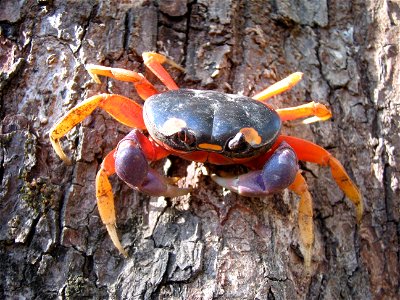 Gecarcinus quadratus (Halloween crab) at Nosara, Costa Rica photo