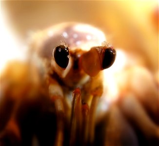 Close-up of Caribbean hermit crab (Coenobita clypeatus) photo