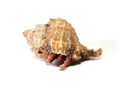 (Coenobita clypeatus)