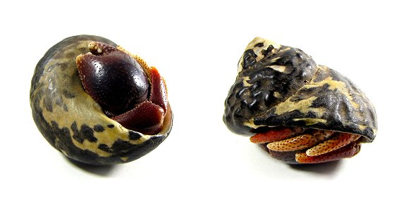 Coenobita clypeatus hiding in its shell, shown in two different angles. photo