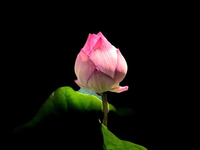 Bud black background light