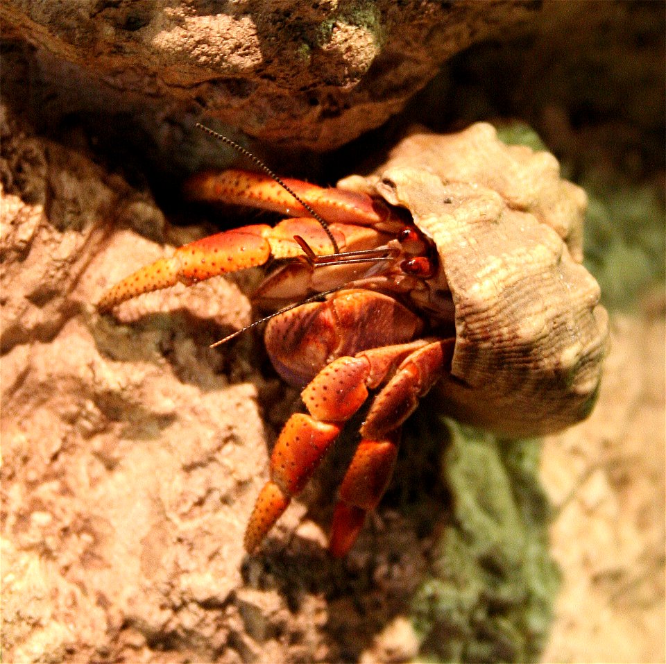 Caribbean hermit crab (coenobita clypeatus)