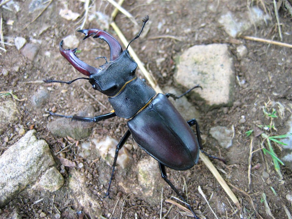 Lucanus cervus, photo taken in Asturias, Spain.