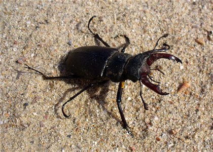 Lucanus cervus male. Ukraine, Crimea photo