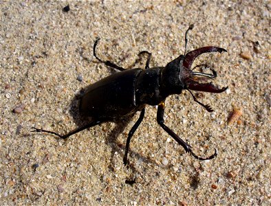 Lucanus cervus male. Ukraine, Crimea