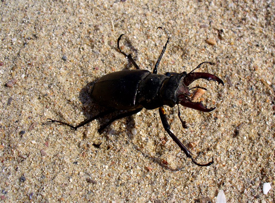 Lucanus cervus male. Ukraine, Crimea