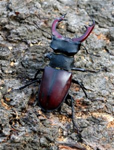 Lucanus cervus (Linnaeus,1758) Der Hirschkafer, Hornschroter, Feuerschroter oder Donnergugi (Lucanus cervus) Mannchen. Ukraine. Stag beetle (Lucanus cervus) male. Ukraine, Vinnytsia Oblast, Vinnyt photo